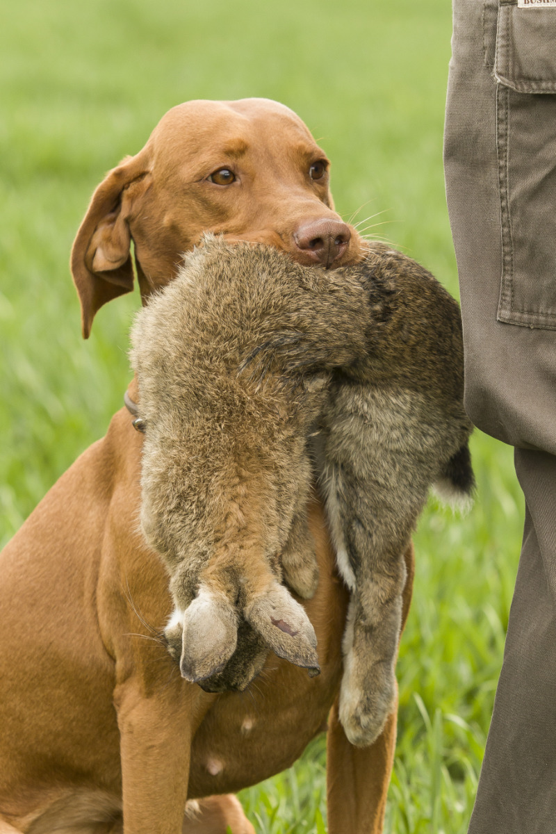  levne_psi_na_prodej_levně 