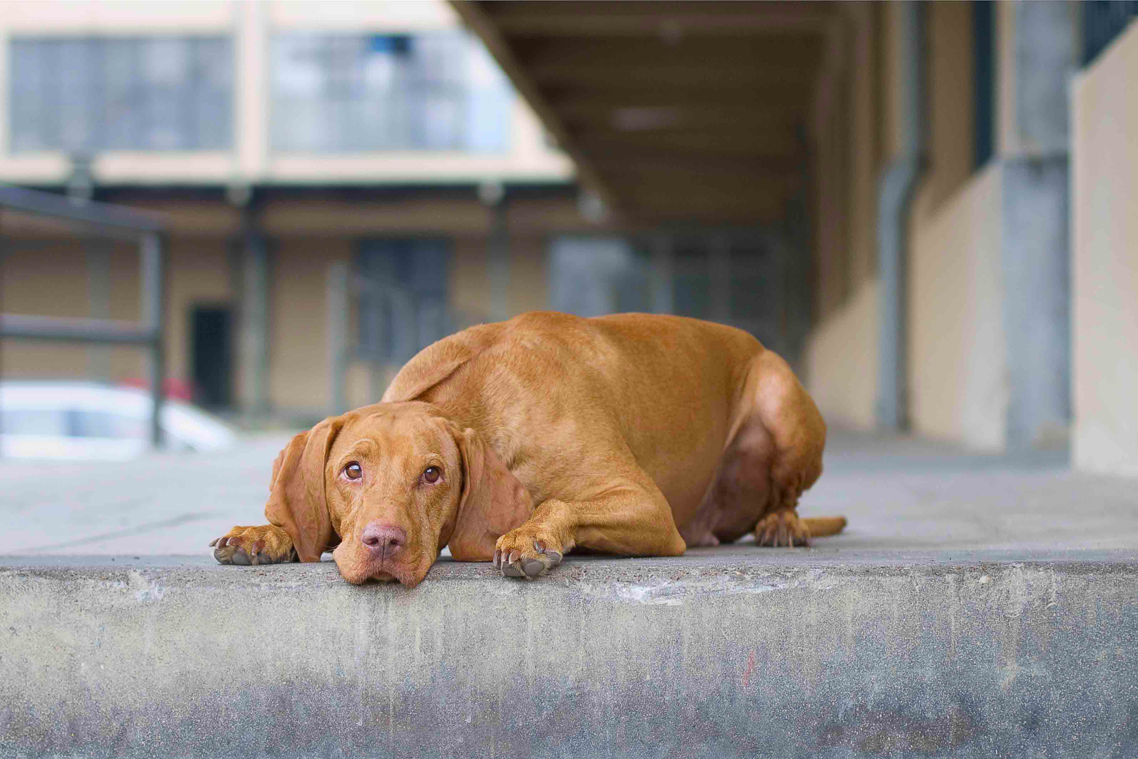  Babettka Bertoni Prague 