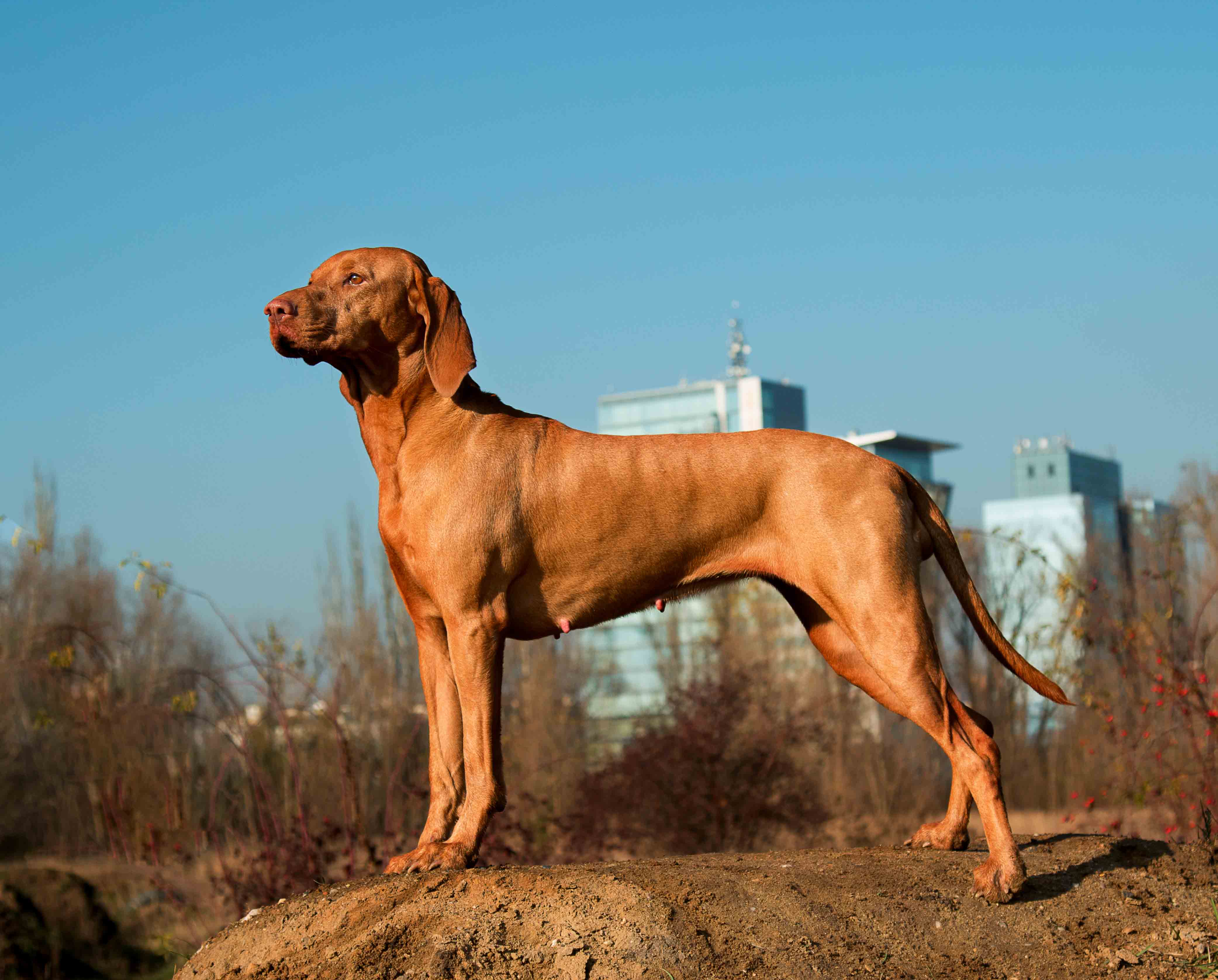  Babettka Bertoni Prague 