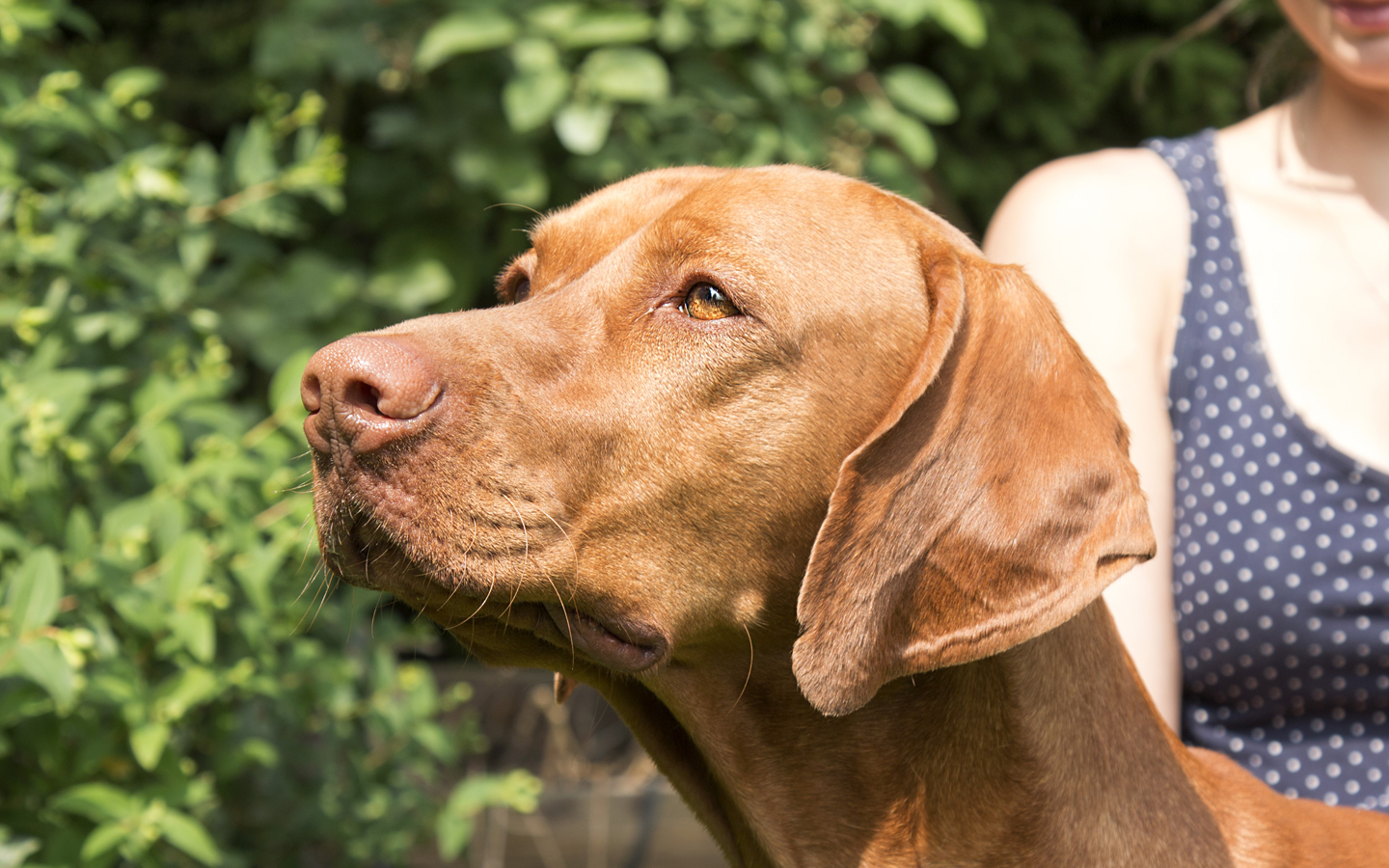  Vadaszpajtas Namtar Gizzida  