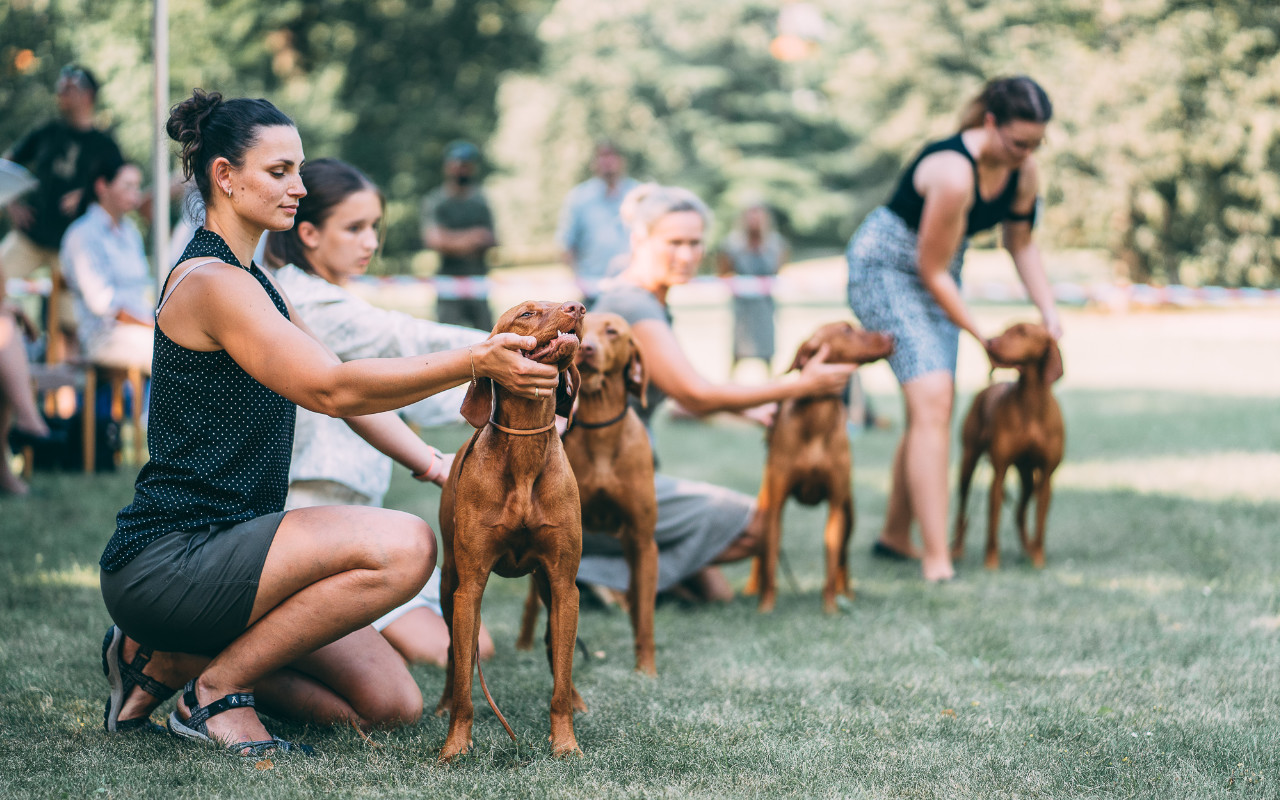  Connie Bayetty vystava Zakupy 2020 postoj Madarsky ohar 