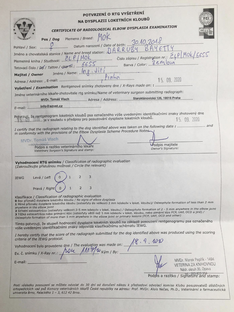  Darruby Bayetty madarský ohař krátkosrstý vizsla DLK 