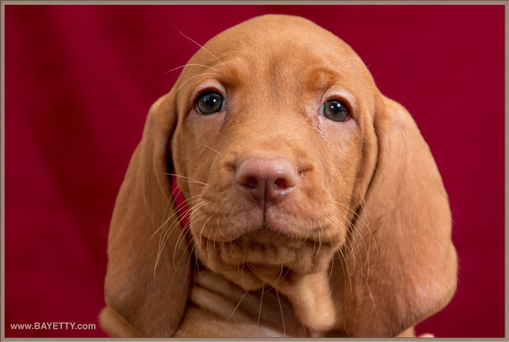  Madarsky-ohar-kratkosrsty-MOK-CHS-Bayetty-stenata 