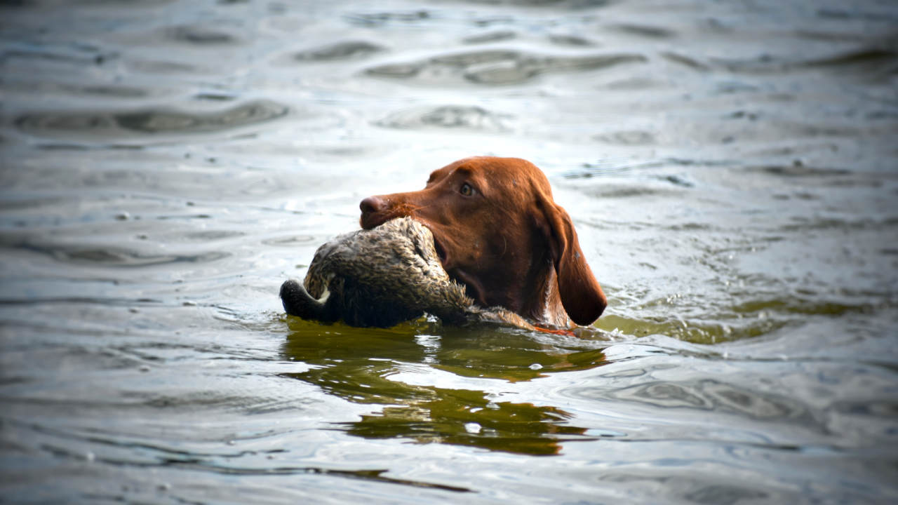  Bayetty_Carra_stene_ohare_mok_spolecna 