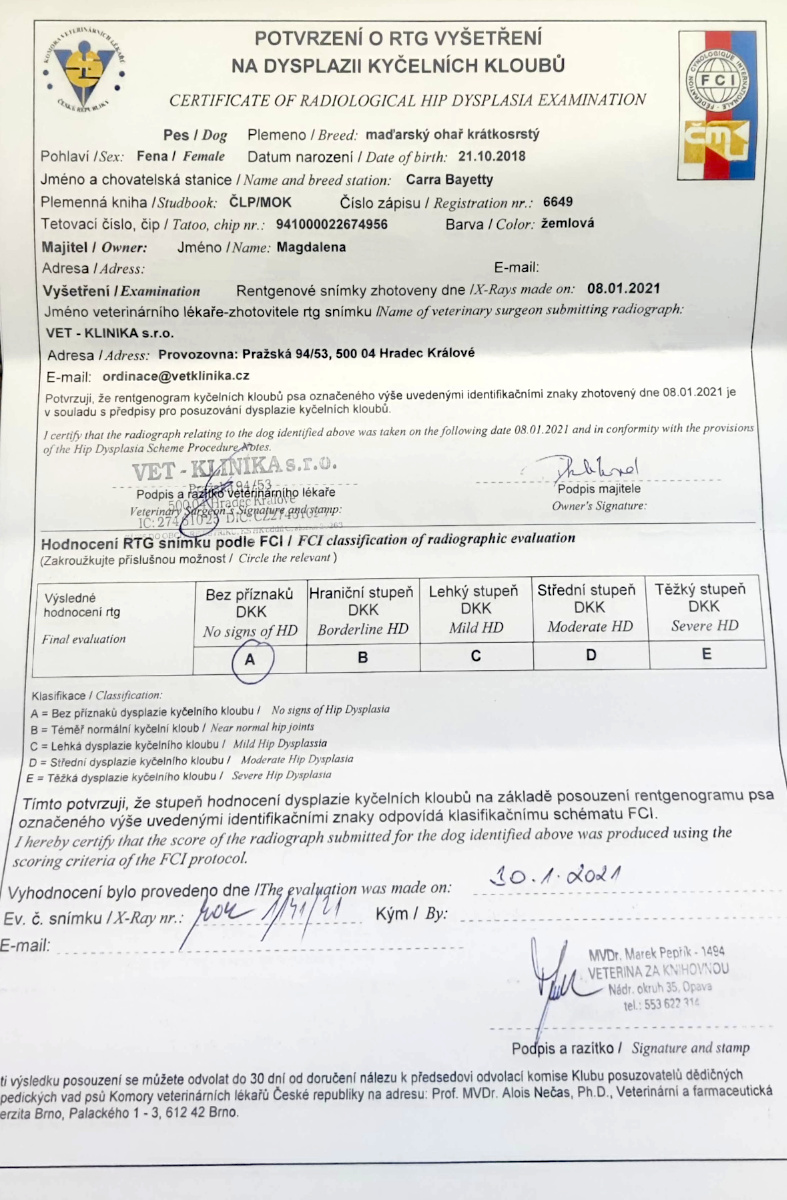  Carra Bayetty madarský ohař krátkosrstý vizsla 