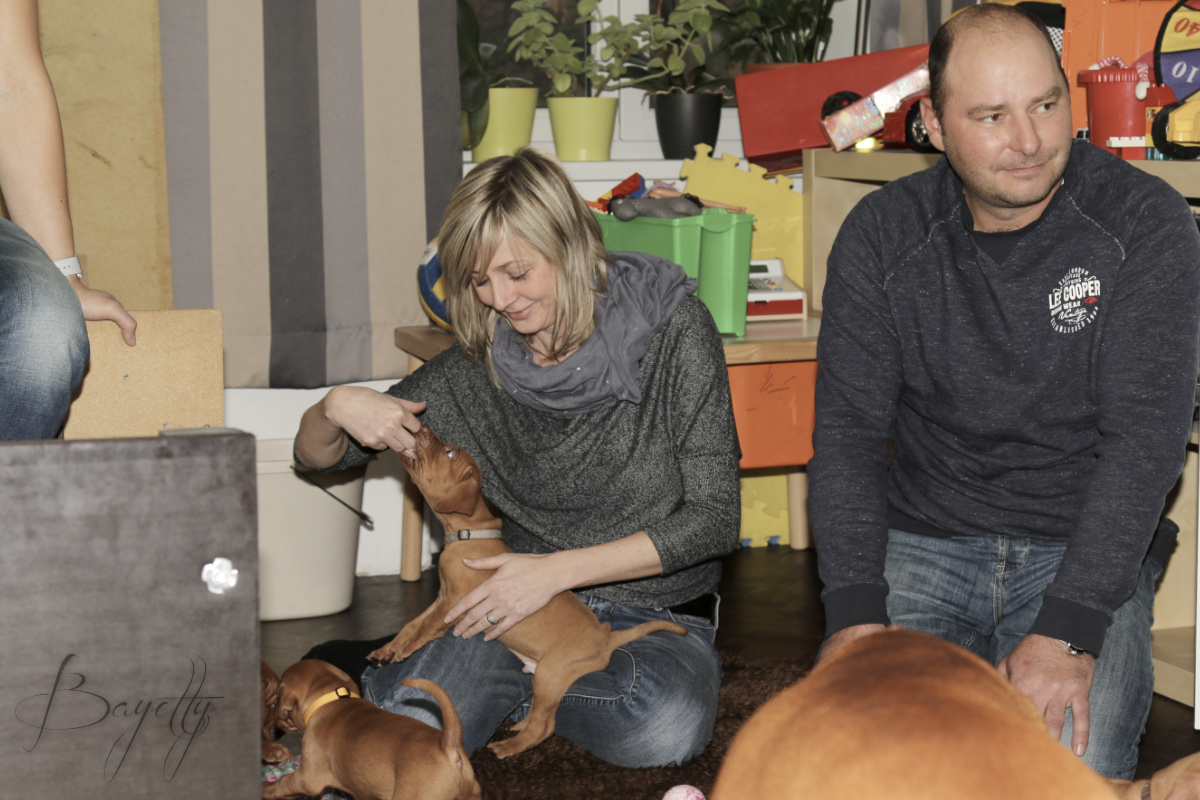  Coddy Bayetty chovatelská stanice maďarských ohařů krátkosrstých 