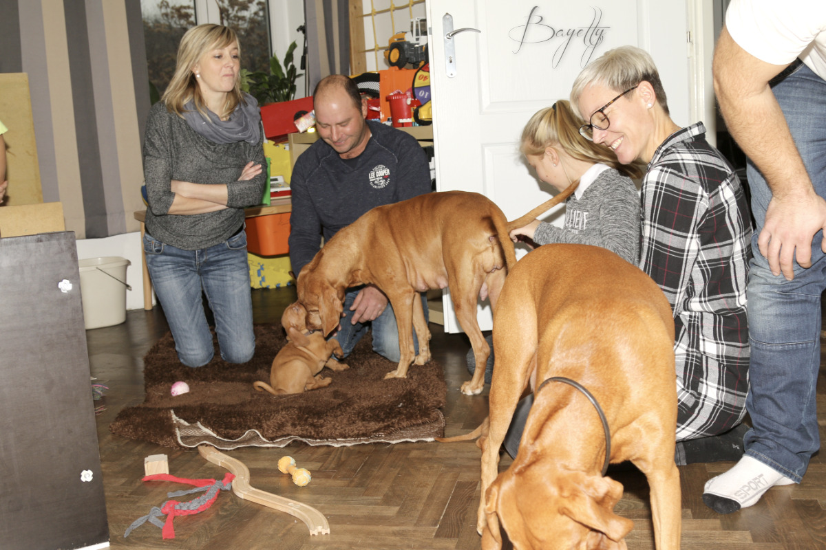  Coddy Bayetty chovatelská stanice maďarských ohařů krátkosrstých 