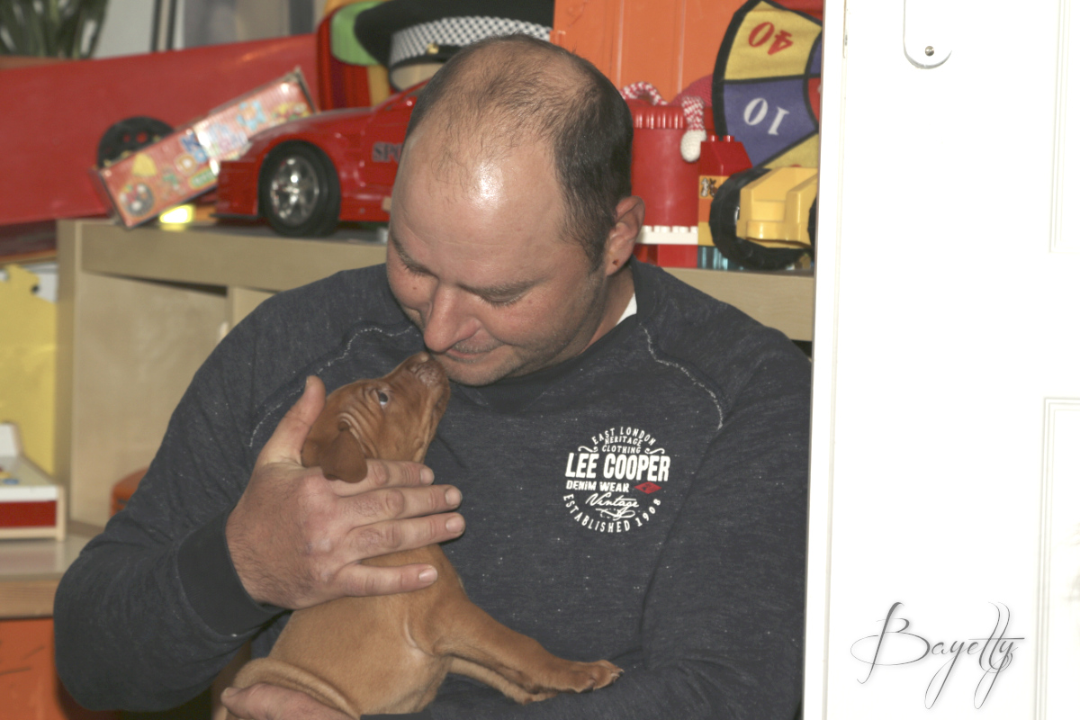  Coddy Bayetty chovatelská stanice maďarských ohařů krátkosrstých 