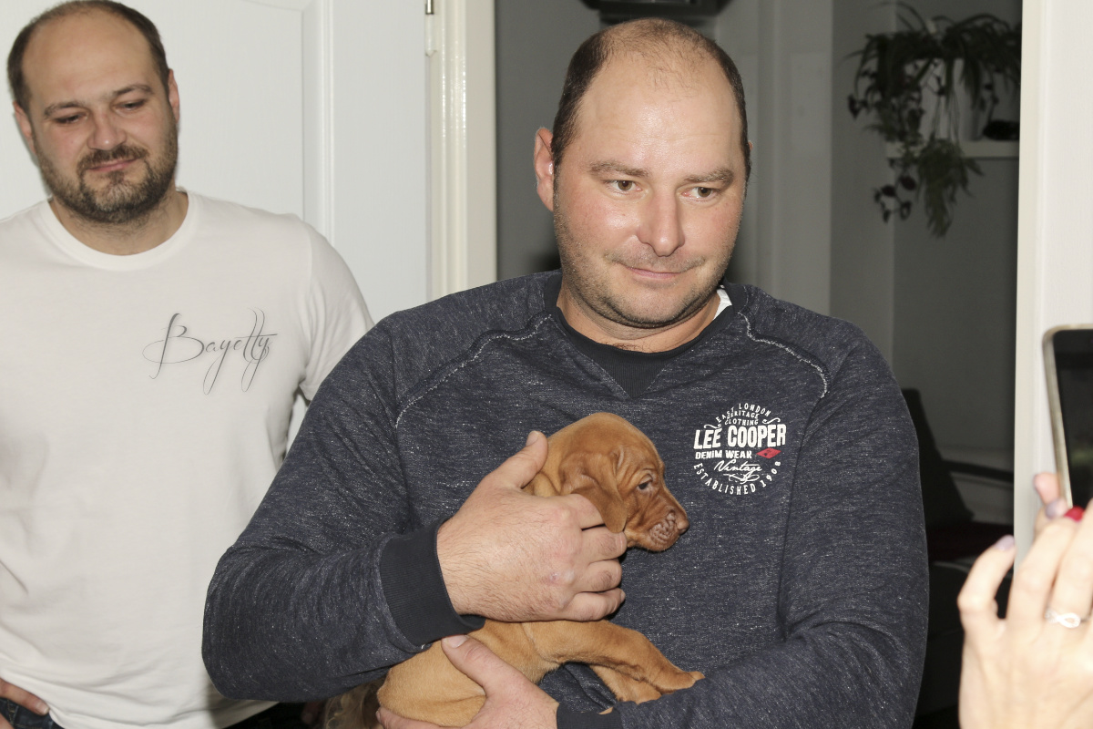  Coddy Bayetty chovatelská stanice maďarských ohařů krátkosrstých 