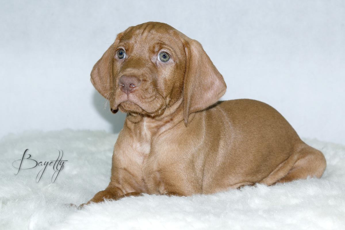 Coddy Bayetty chovatelská stanice maďarských ohařů krátkosrstých 