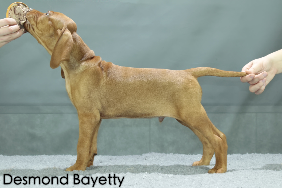  Desmond Bayetty chovatelská stanice maďarských ohařů krátkosrstých 