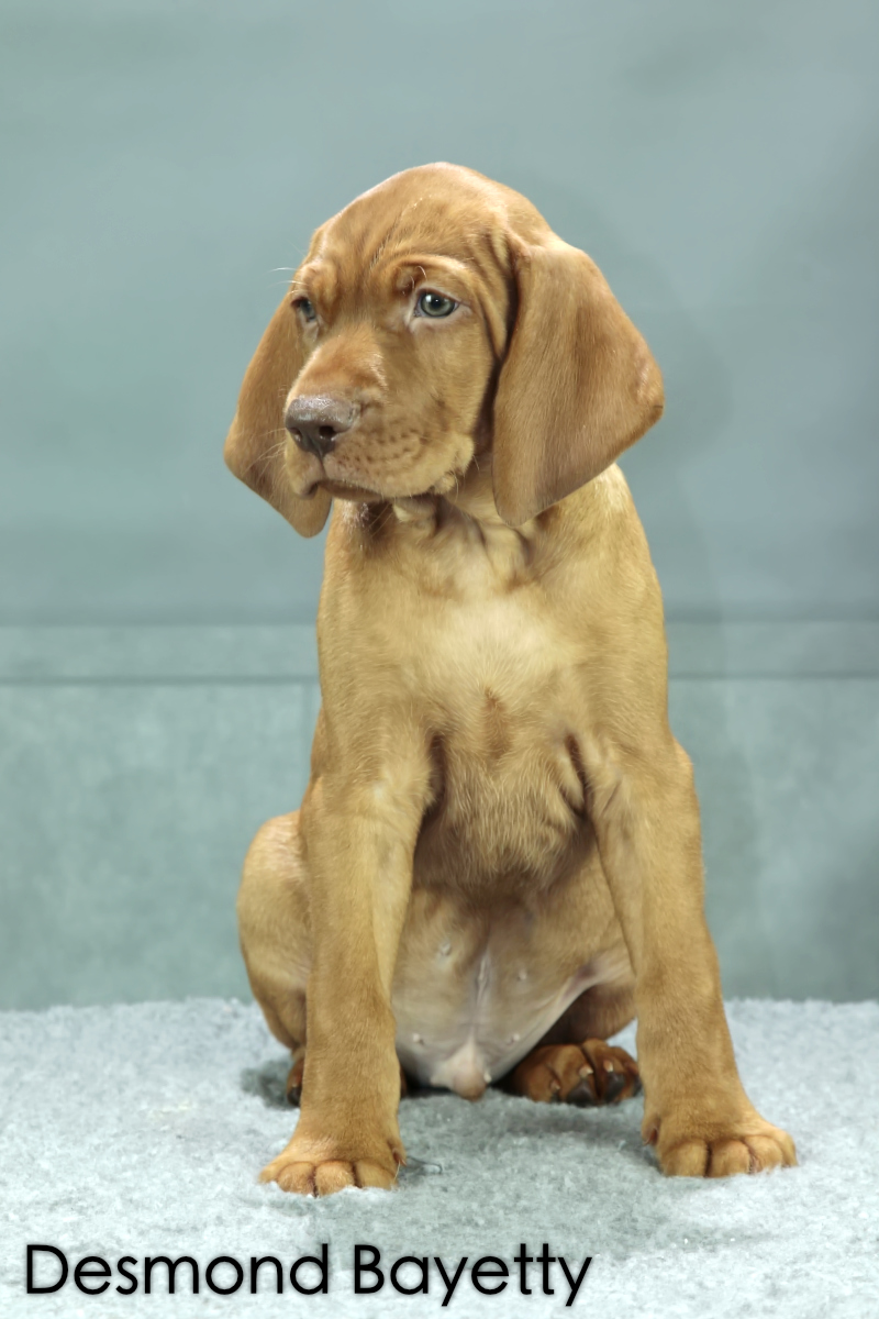  Desmond Bayetty chovatelská stanice maďarských ohařů krátkosrstých 