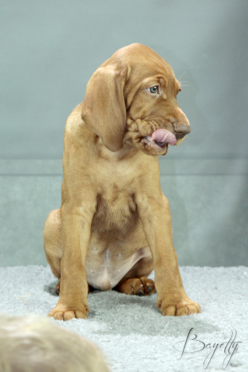  Desmond Bayetty chovatelská stanice maďarských ohařů krátkosrstých 