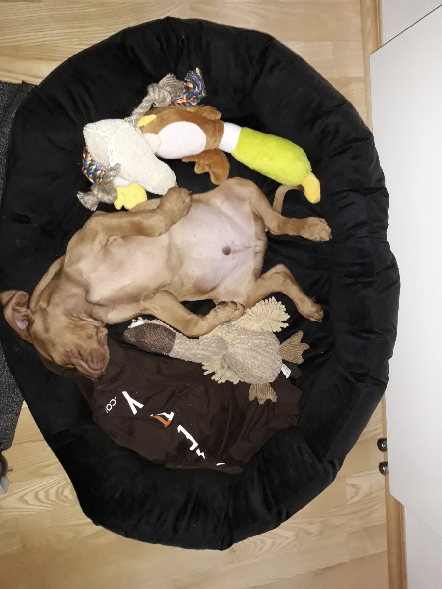  Desmond Bayetty chovatelská stanice maďarských ohařů krátkosrstých MOK 