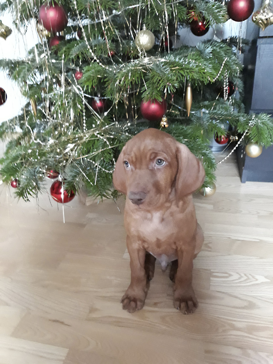  Desmond Bayetty chovatelská stanice maďarských ohařů krátkosrstých 