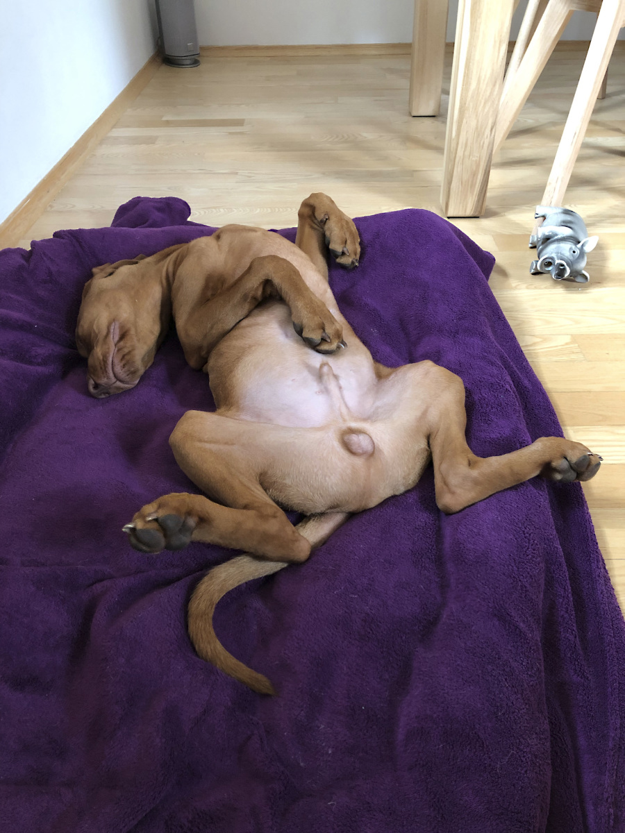  Desmond Bayetty chovatelská stanice maďarských ohařů krátkosrstých MOK 