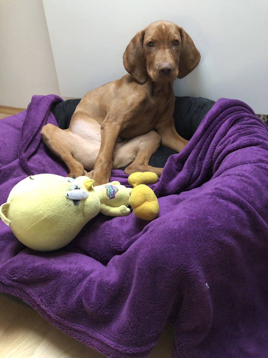  Desmond Bayetty chovatelská stanice maďarských ohařů krátkosrstých MOK 