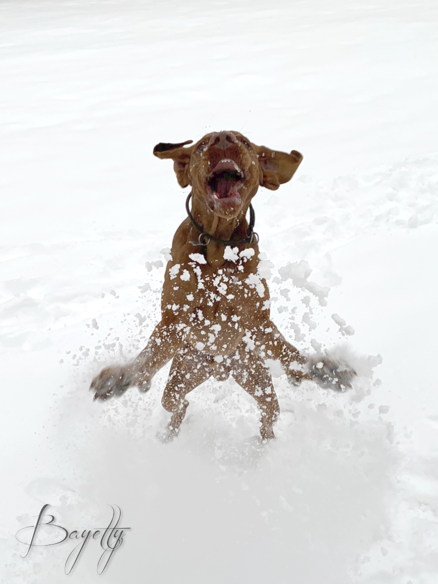  Madarsky-ohar-kratkosrsty-Bayetty-mok 