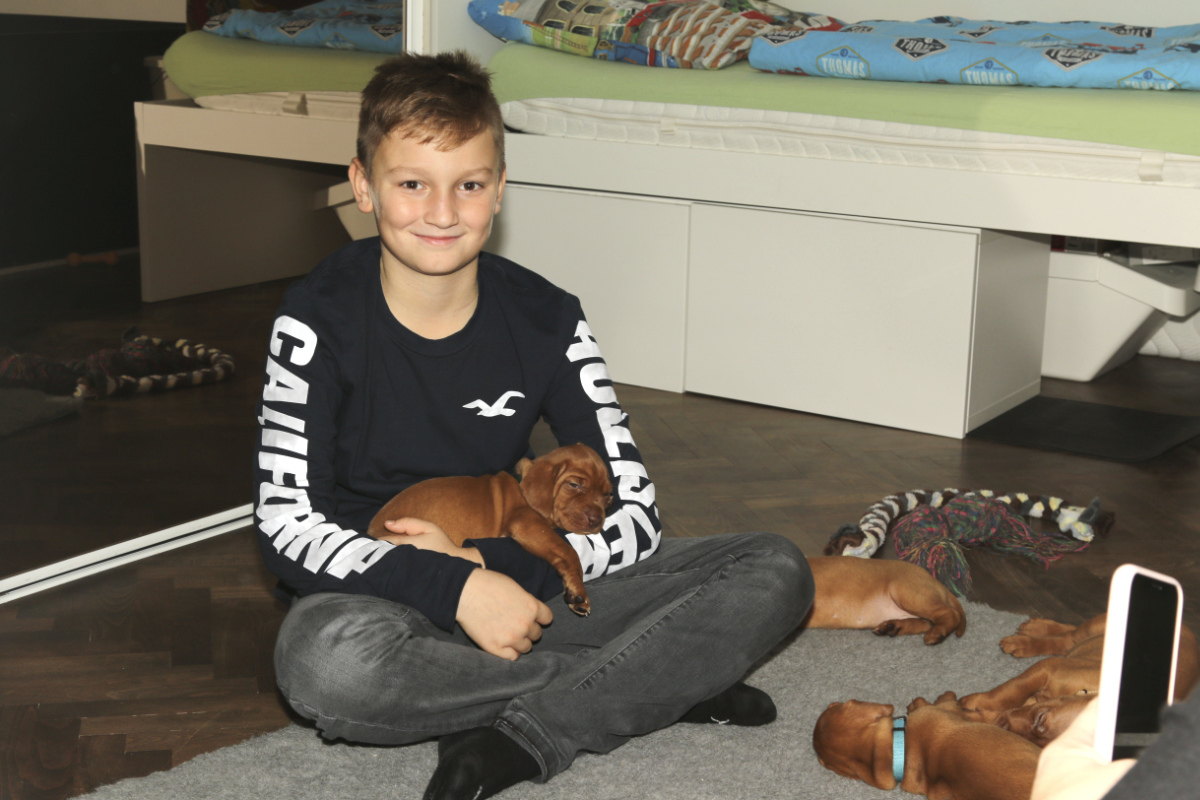  Dexter Bayetty chovatelská stanice maďarských ohařů krátkosrstých mok 