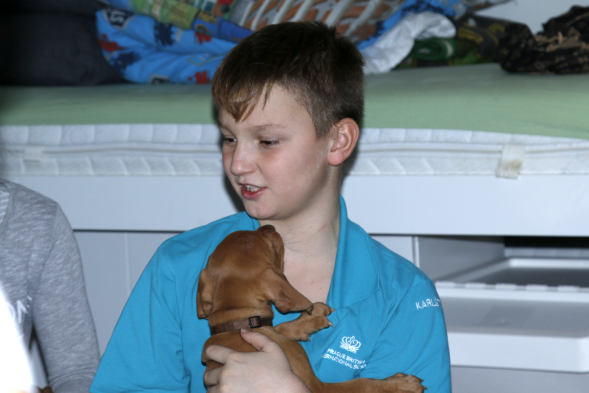  Dexter Bayetty chovatelská stanice maďarských ohařů krátkosrstých 