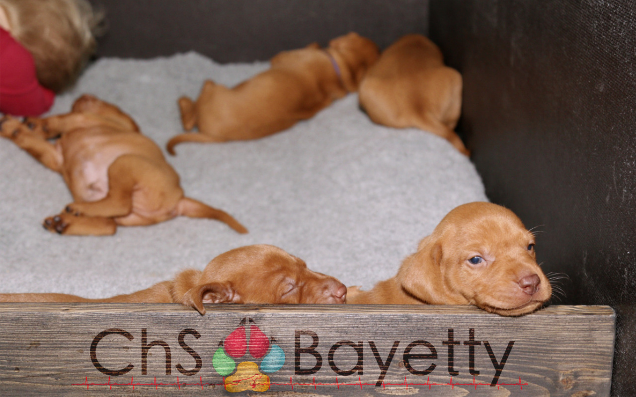 Dexter Bayetty chovatelská stanice maďarských ohařů krátkosrstých   Dexter Bayetty chovatelská stanice maďarských ohařů krátkosrstých