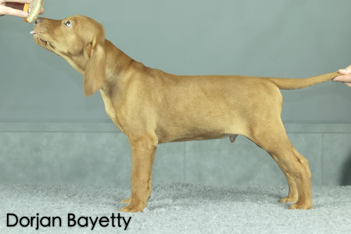  Dorjan Chs Bayetty madarský ohar krátkosrstý 