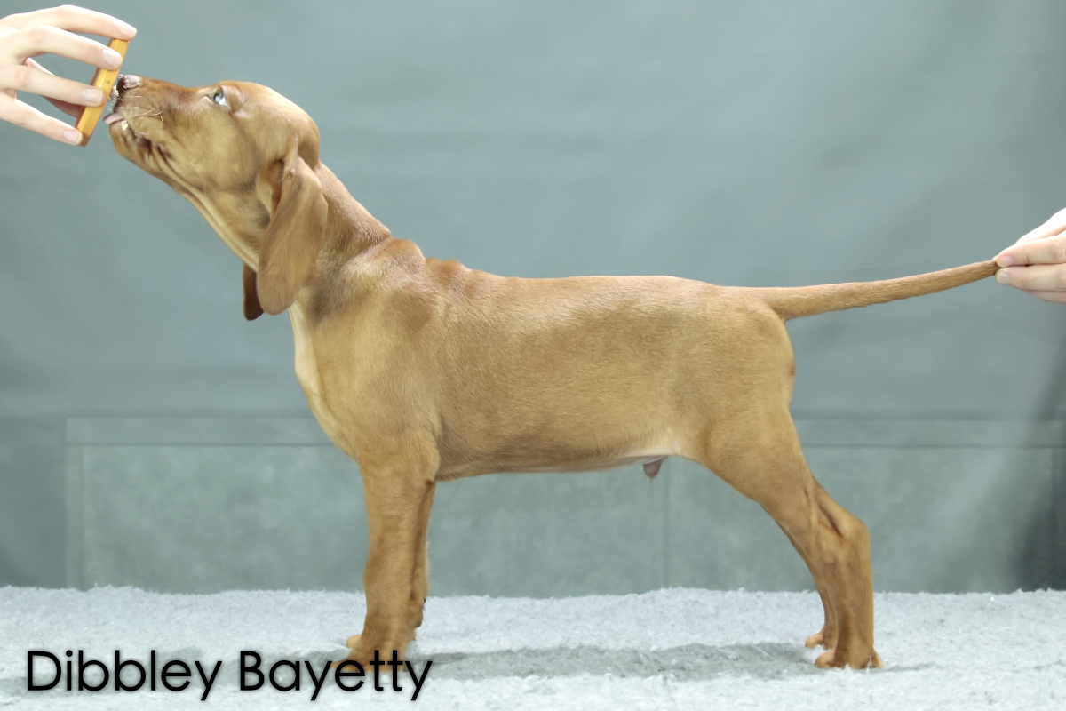  Dibbley Chs Bayetty madarský ohar krátkosrstý 