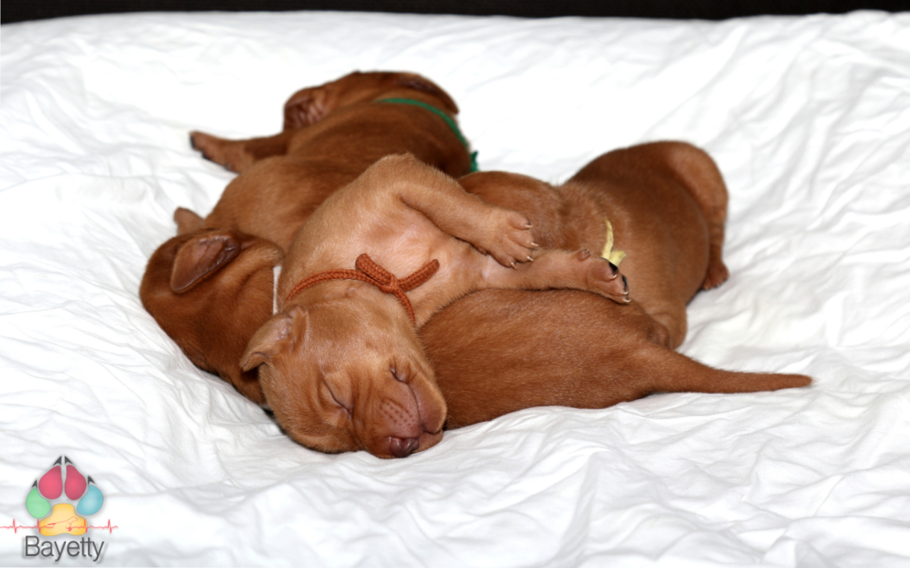 Dexter Bayetty chovatelská stanice maďarských ohařů krátkosrstých   Dexter Bayetty chovatelská stanice maďarských ohařů krátkosrstých