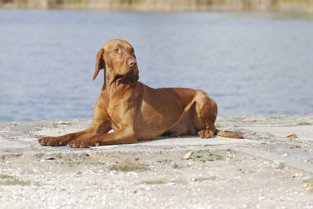  Feketicsi Vadasz GENIUSZ 
