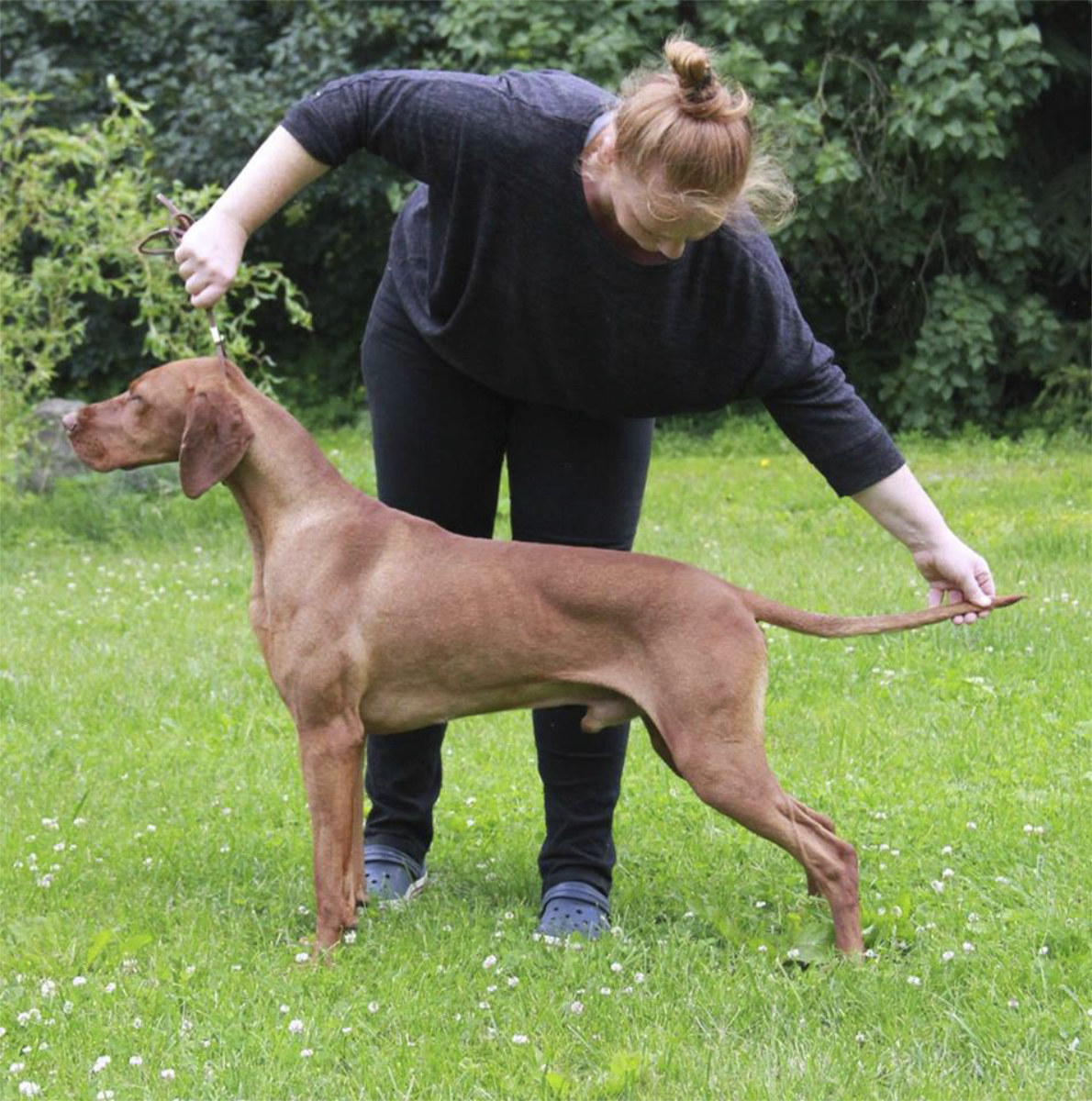  Feketicsi Vadasz GENIUSZ 