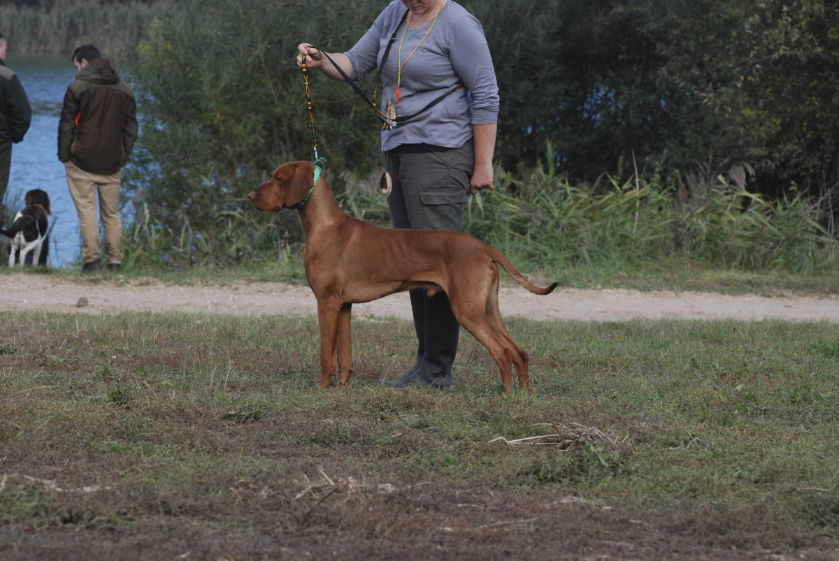  Feketicsi Vadasz GENIUSZ 