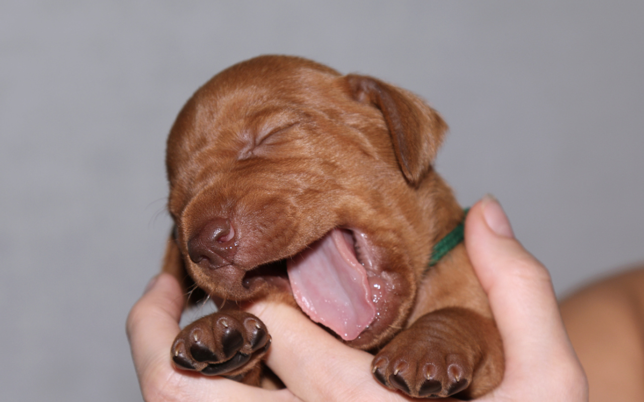 Desmond Bayetty chovatelská stanice maďarských ohařů krátkosrstých   Desmond Bayetty chovatelská stanice maďarských ohařů krátkosrstých