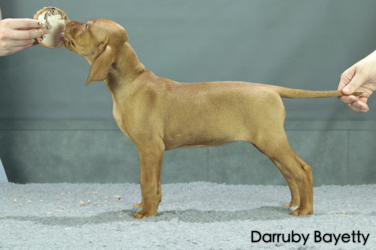  Darruby Chs Bayetty madarský ohar krátkosrstý 