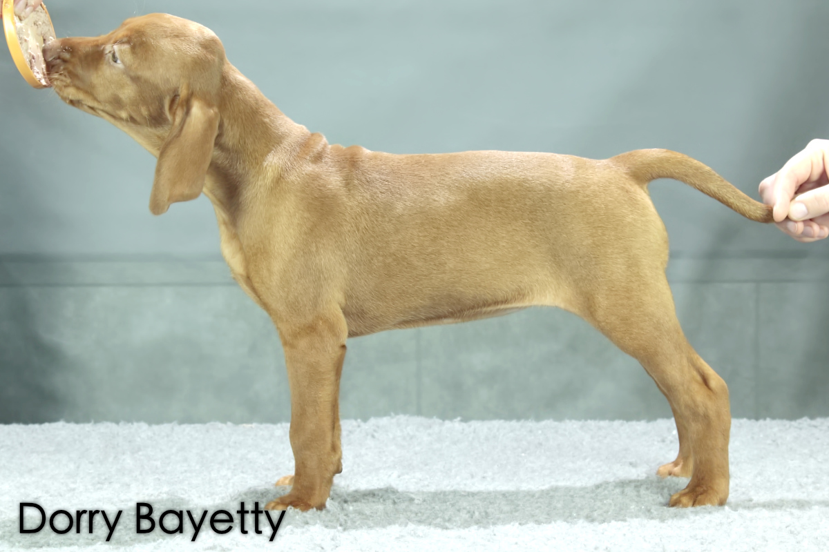  Dorry Chs Bayetty madarský ohar krátkosrstý 