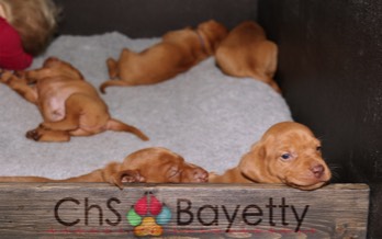 Dexter Bayetty chovatelská stanice maďarských ohařů krátkosrstých   Dexter Bayetty chovatelská stanice maďarských ohařů krátkosrstých