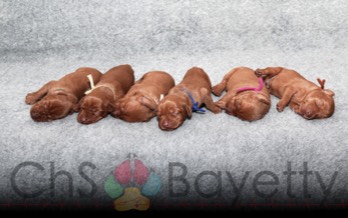 Dexter Bayetty chovatelská stanice maďarských ohařů krátkosrstých mok   Dexter Bayetty chovatelská stanice maďarských ohařů krátkosrstých mok