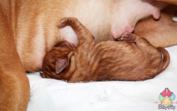 Dexter Bayetty chovatelská stanice maďarských ohařů krátkosrstých   Dexter Bayetty chovatelská stanice maďarských ohařů krátkosrstých