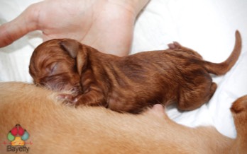 Dexter Bayetty chovatelská stanice maďarských ohařů krátkosrstých MOK   Dexter Bayetty chovatelská stanice maďarských ohařů krátkosrstých MOK