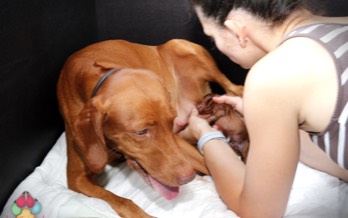 Dexter Bayetty chovatelská stanice maďarských ohařů krátkosrstých   Dexter Bayetty chovatelská stanice maďarských ohařů krátkosrstých