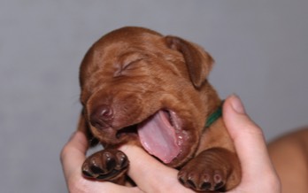 Desmond Bayetty chovatelská stanice maďarských ohařů krátkosrstých   Desmond Bayetty chovatelská stanice maďarských ohařů krátkosrstých