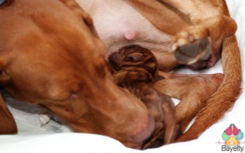 Desmond Bayetty chovatelská stanice maďarských ohařů krátkosrstých MOK   Desmond Bayetty chovatelská stanice maďarských ohařů krátkosrstých MOK