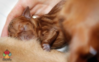 Desmond Bayetty chovatelská stanice maďarských ohařů krátkosrstých   Desmond Bayetty chovatelská stanice maďarských ohařů krátkosrstých