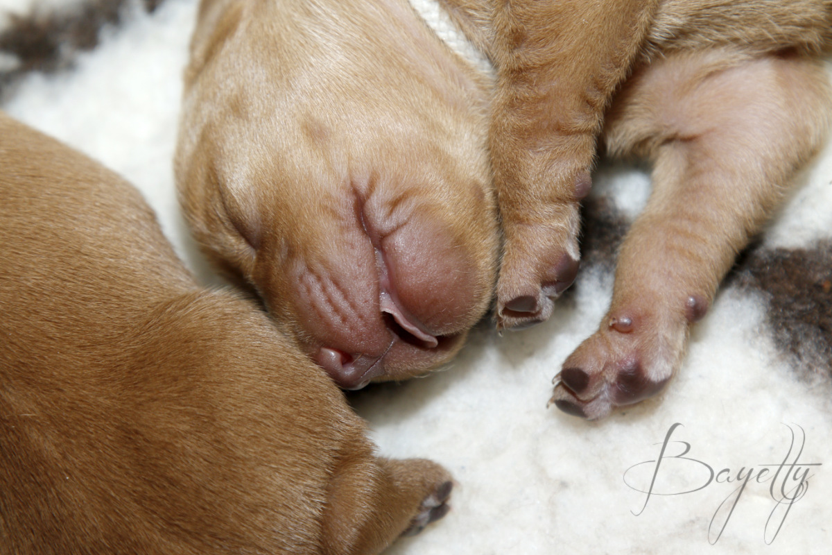  Bayetty-vrh-stenata-Bayetty-Maďarský-ohař-krátkosrstý-chovatelská-stanice 