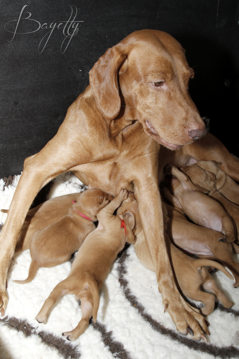  Maďarský ohař krátkosrstý Vizsla Bayetty 