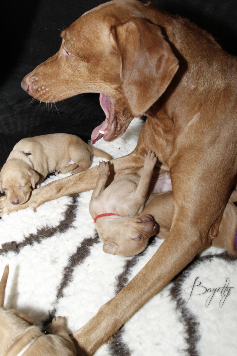  Maďarský ohař krátkosrstý Vizsla Bayetty 