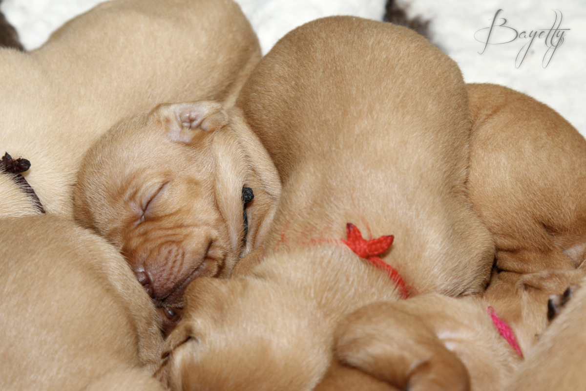  Maďarský ohař krátkosrstý Vizsla Bayetty 