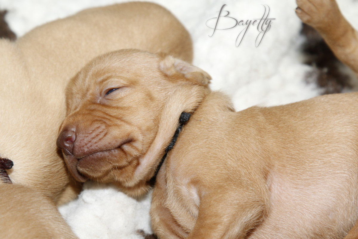  Maďarský ohař krátkosrstý Vizsla Bayetty 