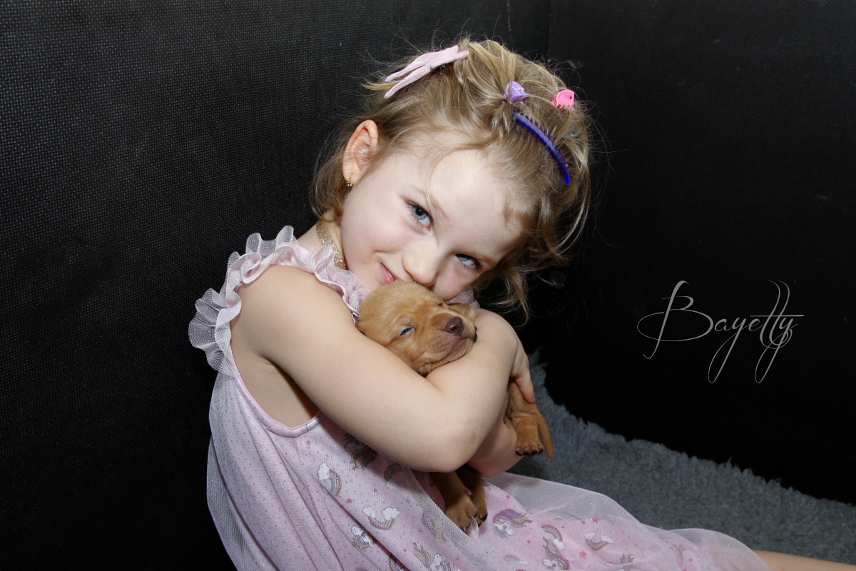  Maďarský ohař krátkosrstý Vizsla Bayetty 