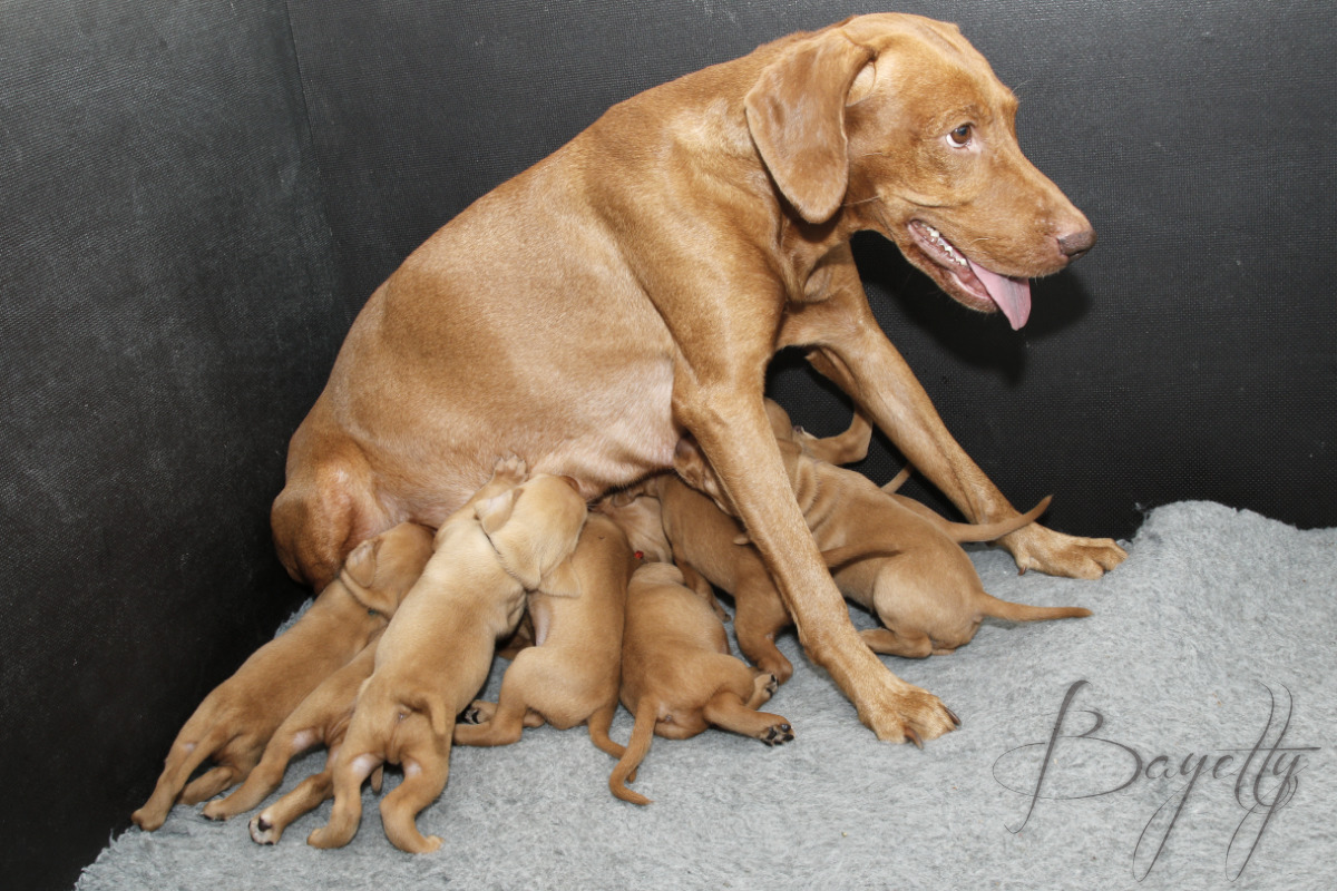  Maďarský ohař krátkosrstý Vizsla Bayetty 