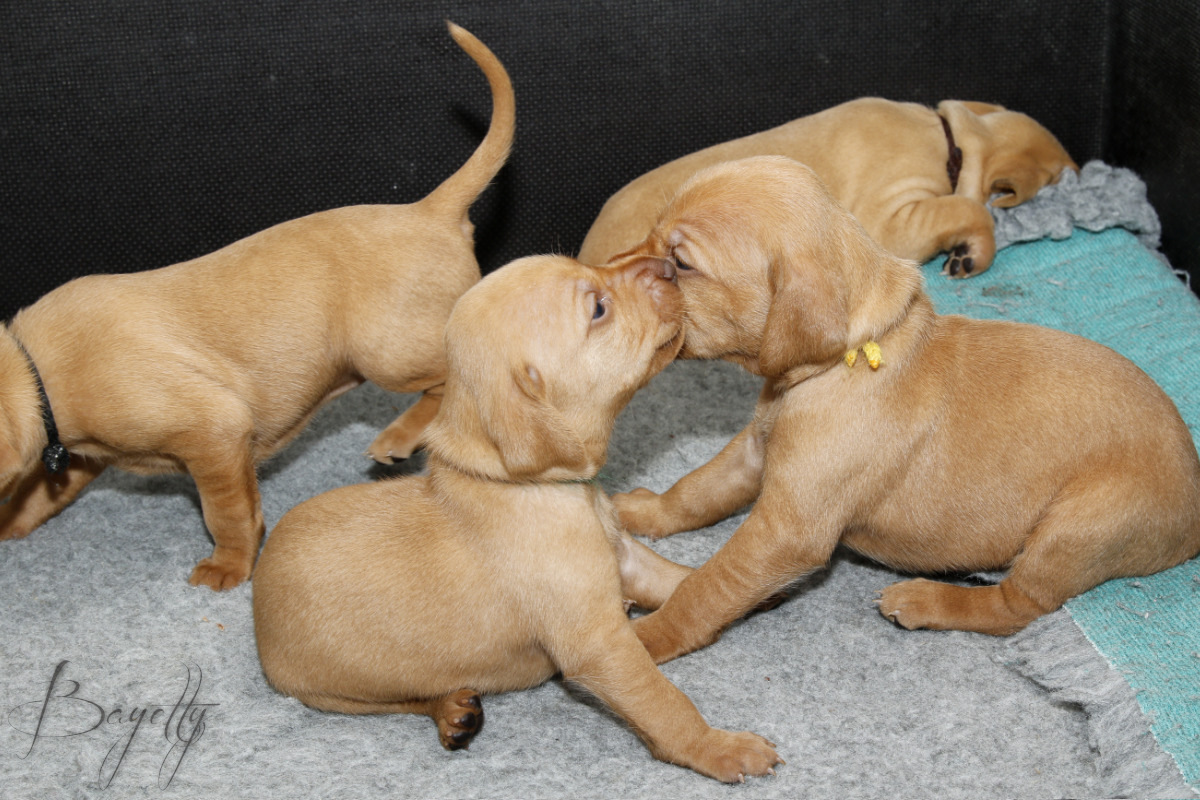  Maďarský ohař krátkosrstý Vizsla Bayetty 